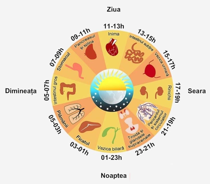 Ceasul biologic al organismului uman_jad_wellness